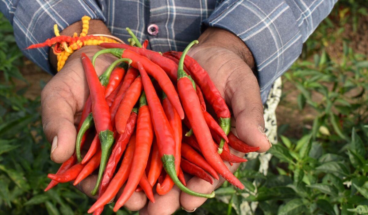 How to Grow Red Chillies — How to Grow Red Chillies: 7 Complete Steps for Bumper Harvests — Photo by Bharath N on Pexels