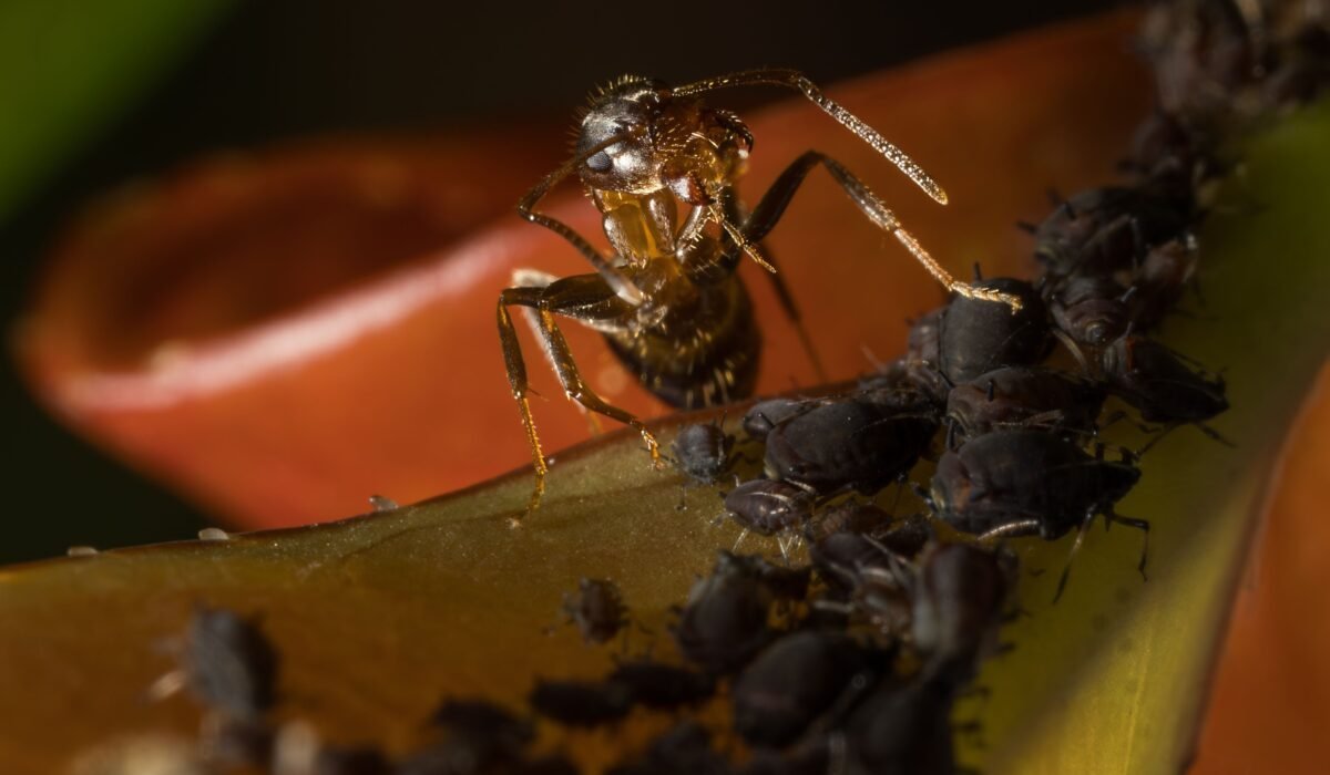 identify and treat scale insects — Identify and treat scale insects: 7 proven solutions — Photo by Rino Adamo on Pexels