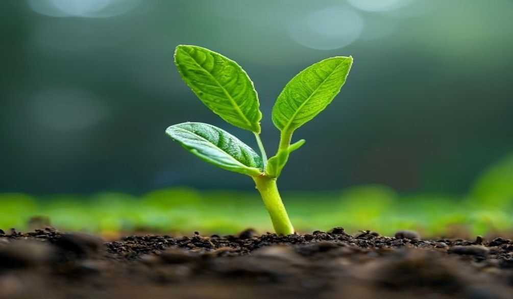 successful seed germination steps — Successful seed germination: 7 essential steps for beginners