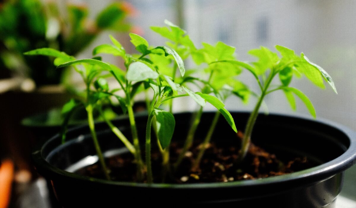 beginner seed starting indoors — Beginner Seed Starting Indoors: 7 Essential Tips — Photo by Yibei on Pexels