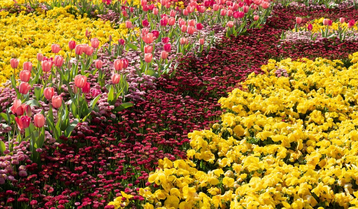 growing show-stopping flower beds — Growing Show-Stopping Flower Beds: 7 Proven Secrets — Photo by Lachlan Macleod on Pexels