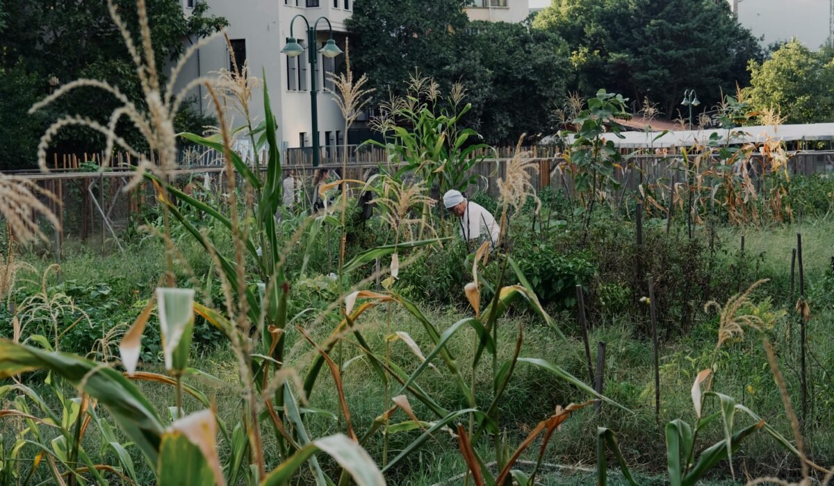 Maximizing Small Garden Yields — Maximizing Small Garden Yields: Ultimate Guide 2026 — Photo by Nemika F on Pexels