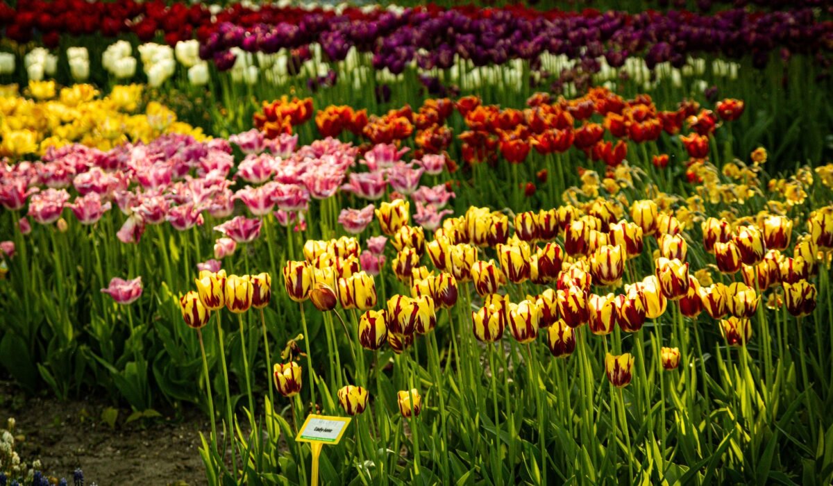 Growing Spring Bulbs 2026 — Growing Spring Bulbs 2026: Complete Planting Guide — Photo by Vladislovas Sketerskis on Pexels