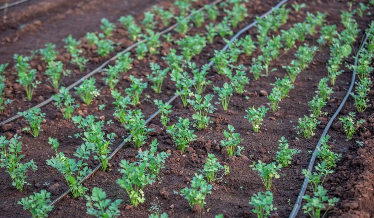 DIY drip irrigation terrace garden — DIY Drip Irrigation: 7 Easy Terrace Garden Steps — Photo by Anil Sharma on Pexels