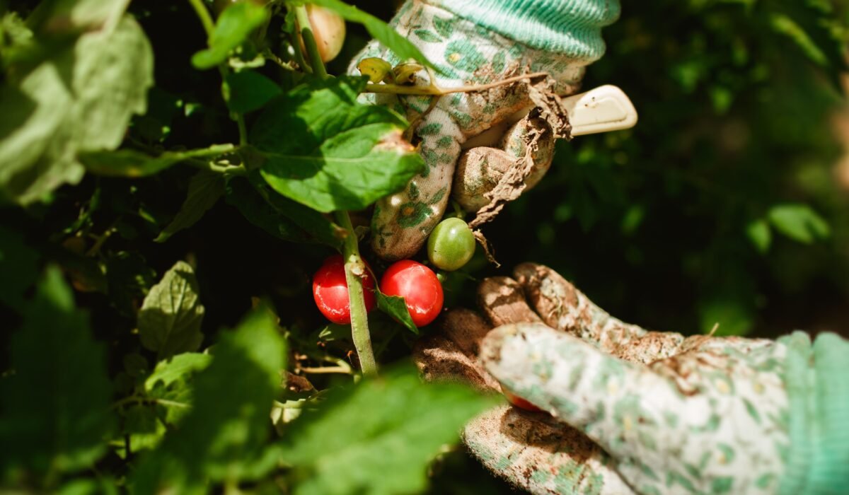 Growing Tomatoes in Your Vegetable Garden — Growing Tomatoes in Your Vegetable Garden: 7 Essential Tips — Photo by Helena Lopes on Pexels