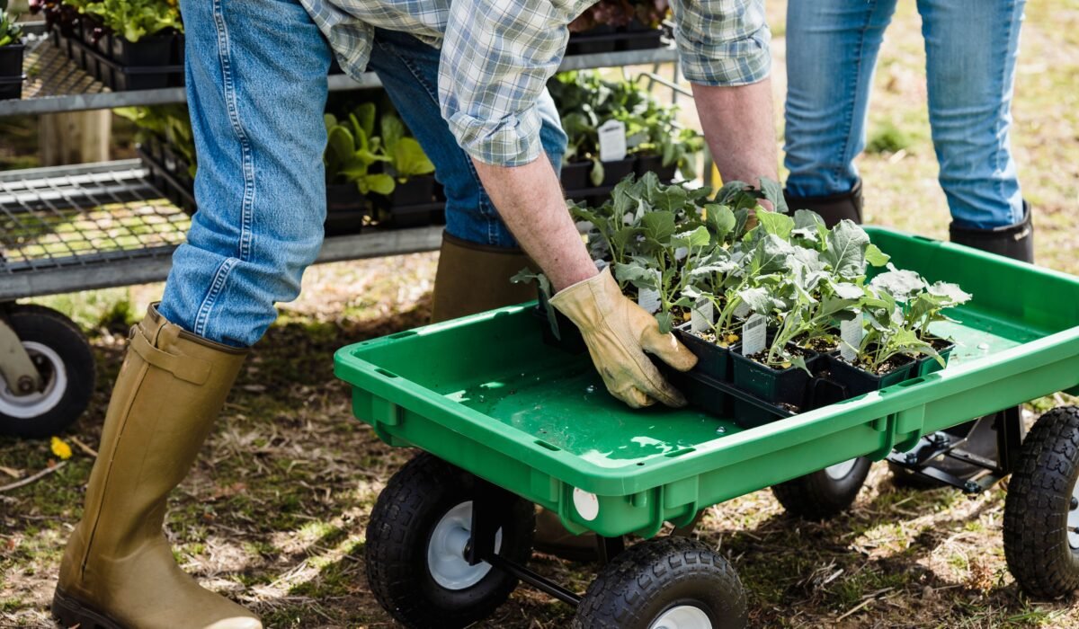 Transplanting Seedlings Successfully — Transplanting Seedlings Successfully: Easy 2026 Guide — Photo by Greta Hoffman on Pexels