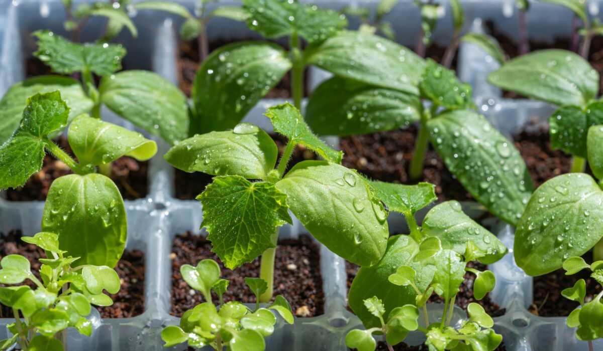 Indoor Seed Starting for Vegetables — Indoor seed starting for vegetables: 7 essential tips — Photo by Frank Schrader on Pexels