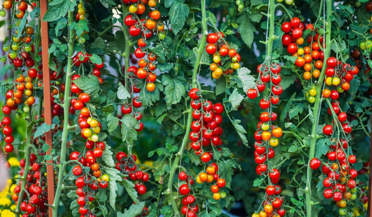 vertical garden succession planting 2026 — Vertical Garden Succession Planting: Ultimate Guide 2026 — Photo by Thể Phạm on Pexels
