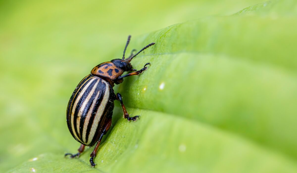 vertical garden pest control — Vertical Garden Pest Control: 8 Essential Tips & Solutions — Photo by Erik Karits on Pexels