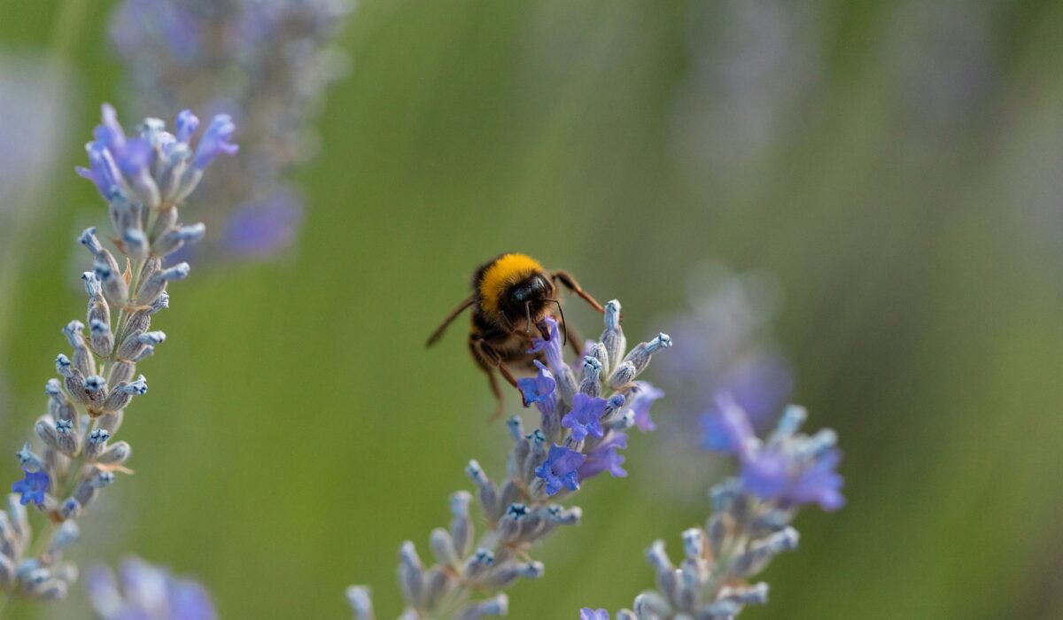 Vertical Garden Pollination Strategies — Vertical Garden Pollination Strategies: 7 Proven Ways for 2026 — Photo by Maria Fernanda Perez on Pexels