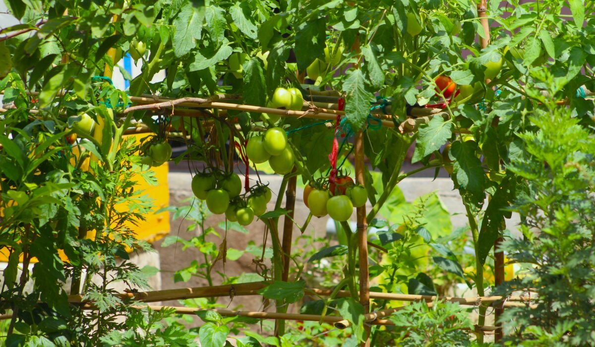 vertical garden plant supports — Vertical Garden Plant Supports: 7 Effective Solutions — Photo by Ivy Nguyen on Pexels