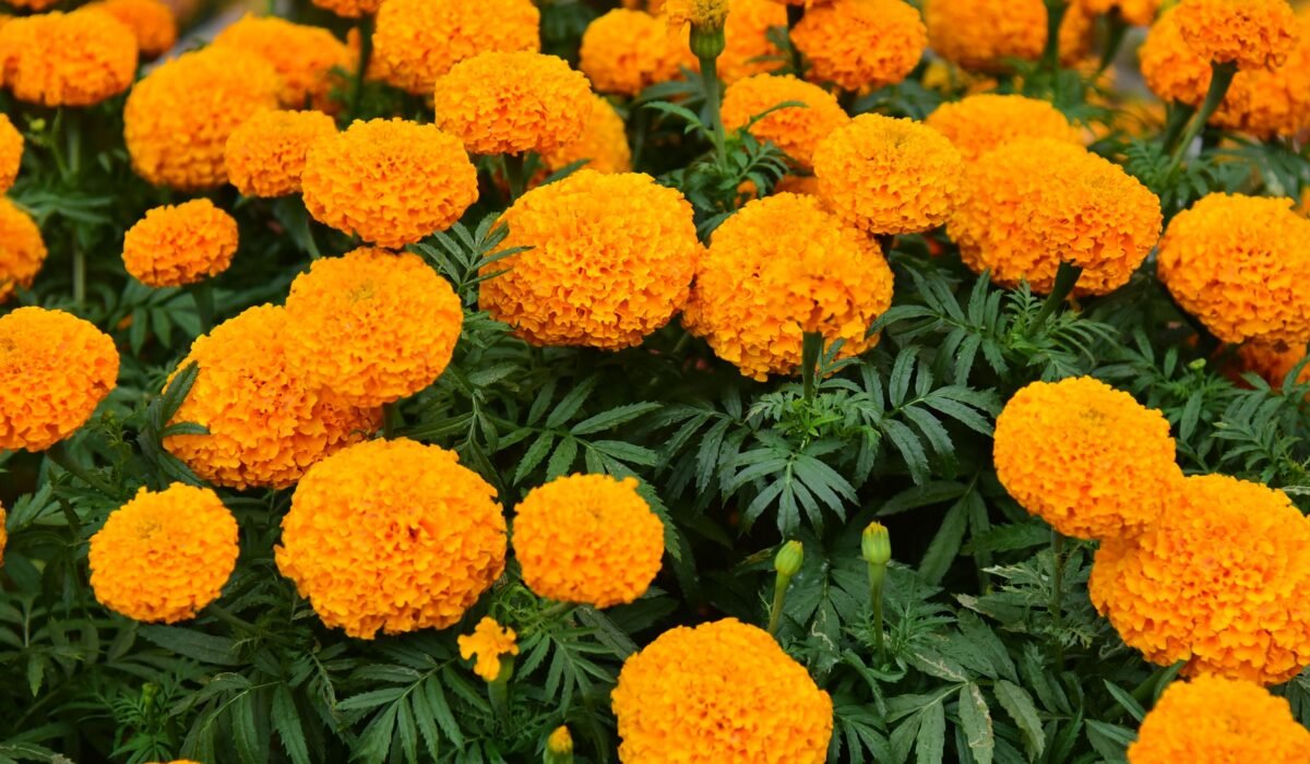 longest blooming annuals — Longest Blooming Annuals: 25 Essential Picks — Photo by Sóc Năng Động on Pexels