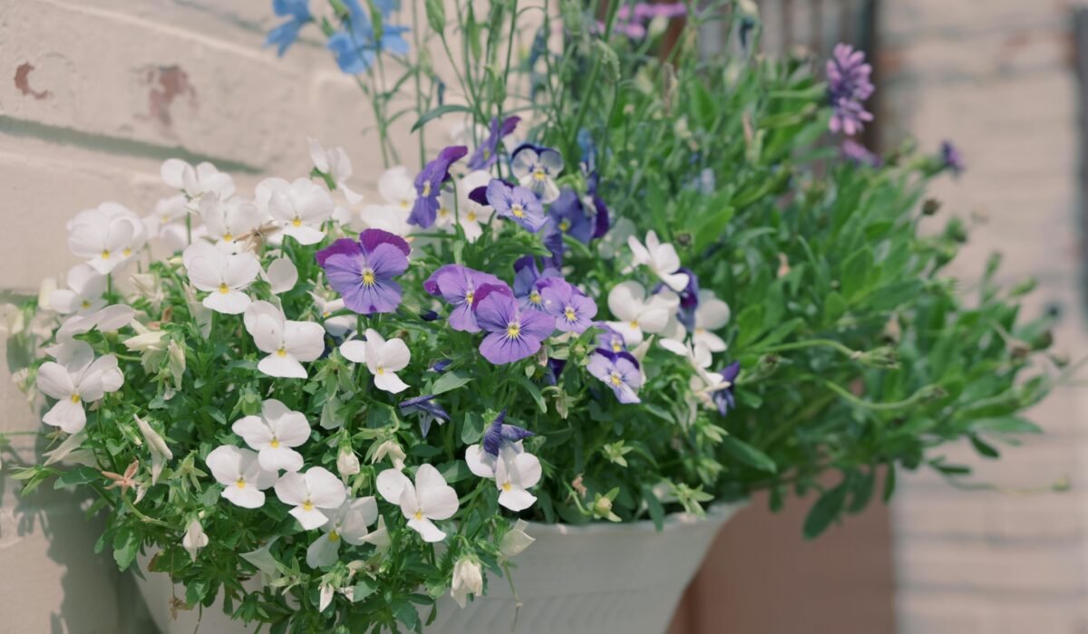 growing stunning container flowers — Growing Stunning Container Flowers: 7 Expert Tips — Photo by photolife simon on Pexels