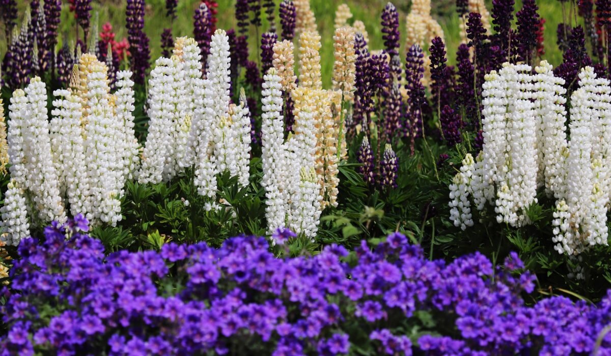 year-round perennial flowers — Year-Round Perennial Flowers: 15 Essential Picks for Beauty — Photo by Stefania Saturni on Pexels