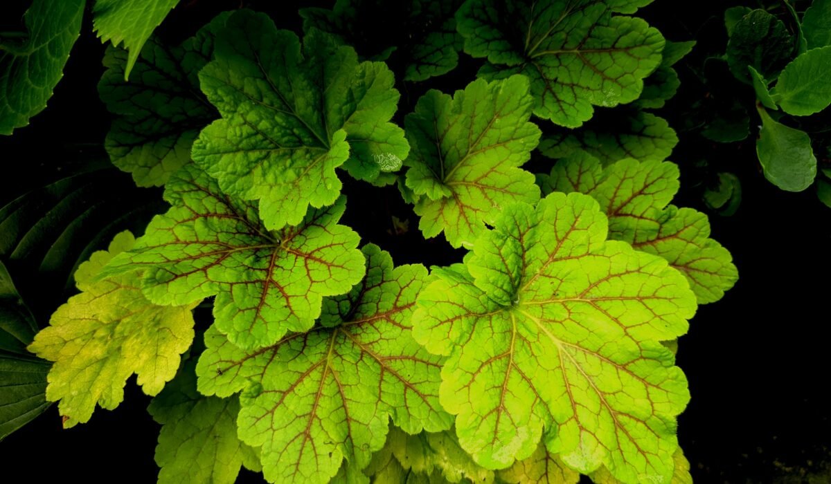 Best Shade-Loving Flowers for Vibrant Gardens 2026 — Best Shade-Loving Flowers: Top 20 Vibrant Picks for 2026 — Photo by F 植生记 on Pexels