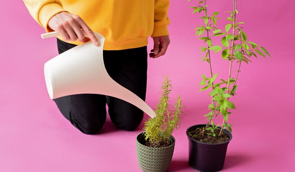 watering herbs essential tips — Watering Herbs Essential Tips: 5 Ways for Thriving Plants — Photo by Mikhail Nilov on Pexels