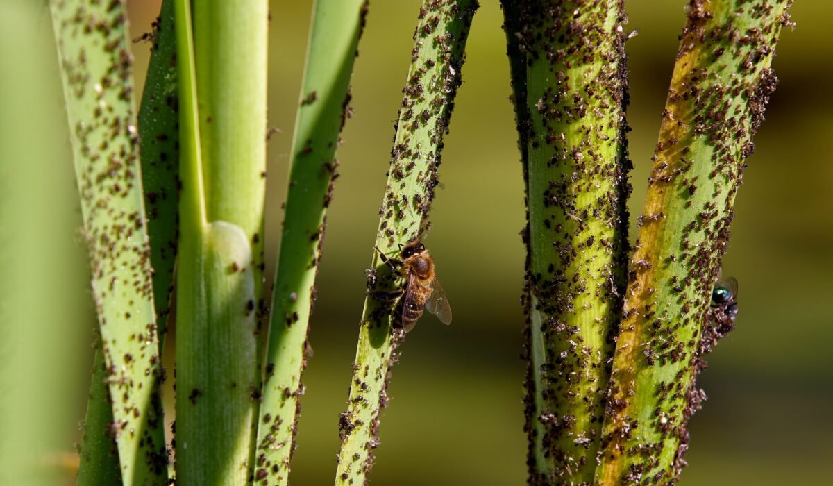 treat whiteflies on garden plants — Treat Whiteflies on Garden Plants: 7 Effective Ways — Photo by Philipp Fahlbusch on Pexels