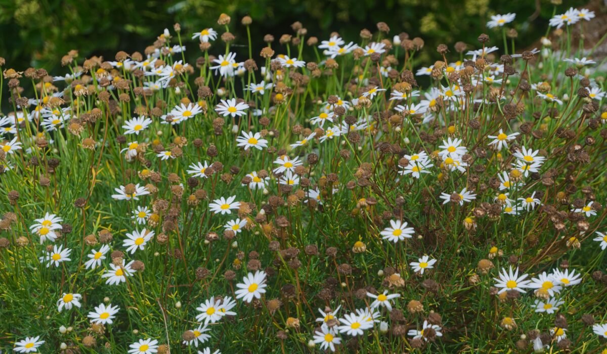 Growing Beautiful Wildflowers From Seed — Growing Beautiful Wildflowers From Seed: 7 Essential Steps — Photo by Karl Forterre on Pexels