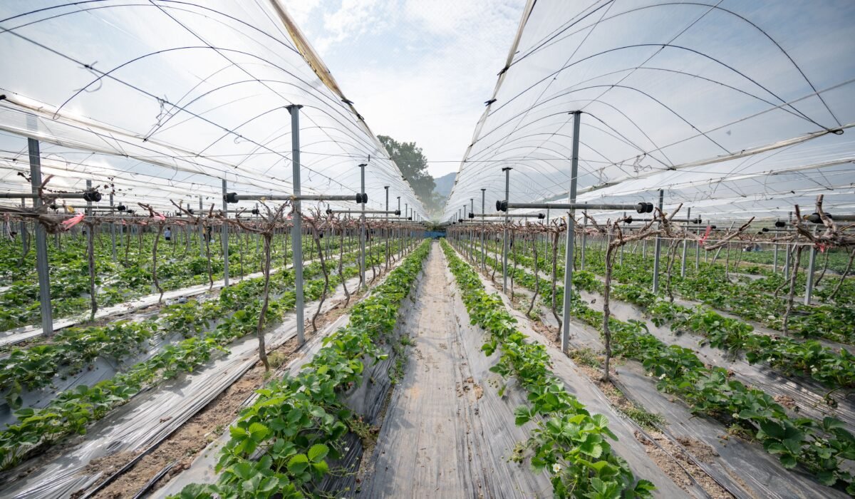 boost fruit yields — Boost fruit yields: 10 proven ways for abundant harvests — Photo by Simon Kan on Pexels