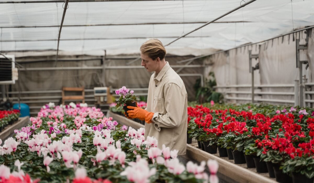 indoor plants bigger blooms — Indoor plants bigger blooms: 7 expert tricks for success — Photo by Tima Miroshnichenko on Pexels
