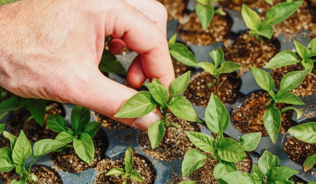 boost plant health organically — Boost plant health organically: 10 fast, proven ways — Photo by Kindel Media on Pexels