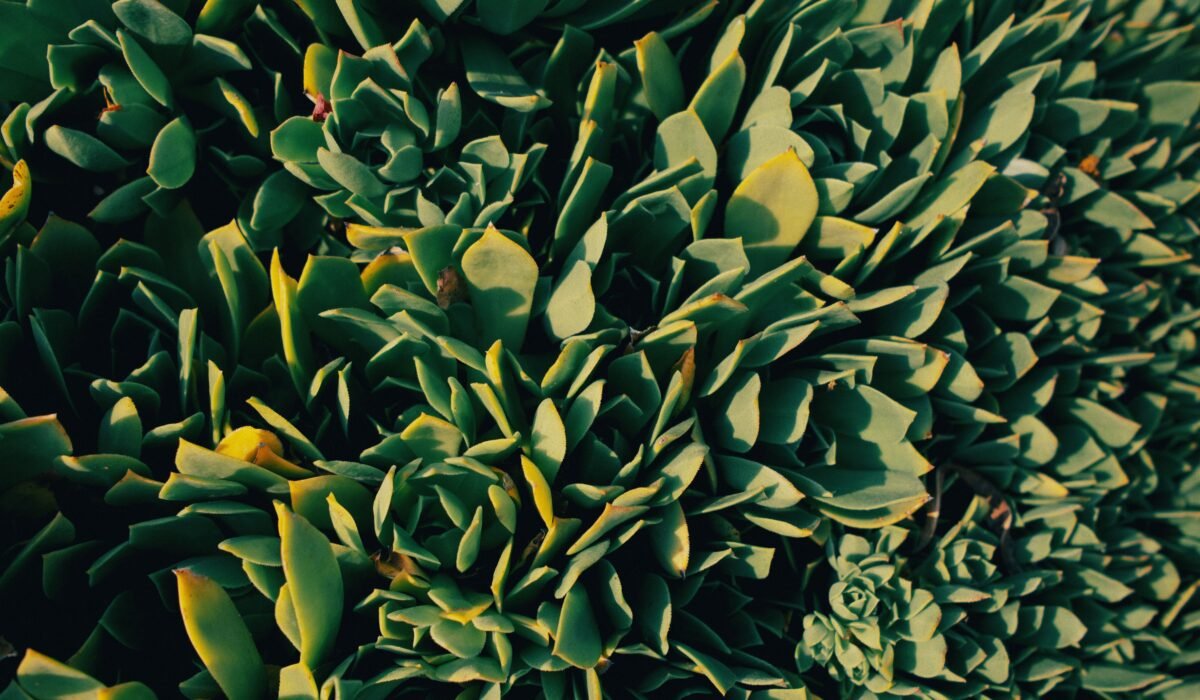 spot plant problems early — Spot plant problems early: 5 easy ways for healthy plants — Photo by Kaiya Inouye on Pexels