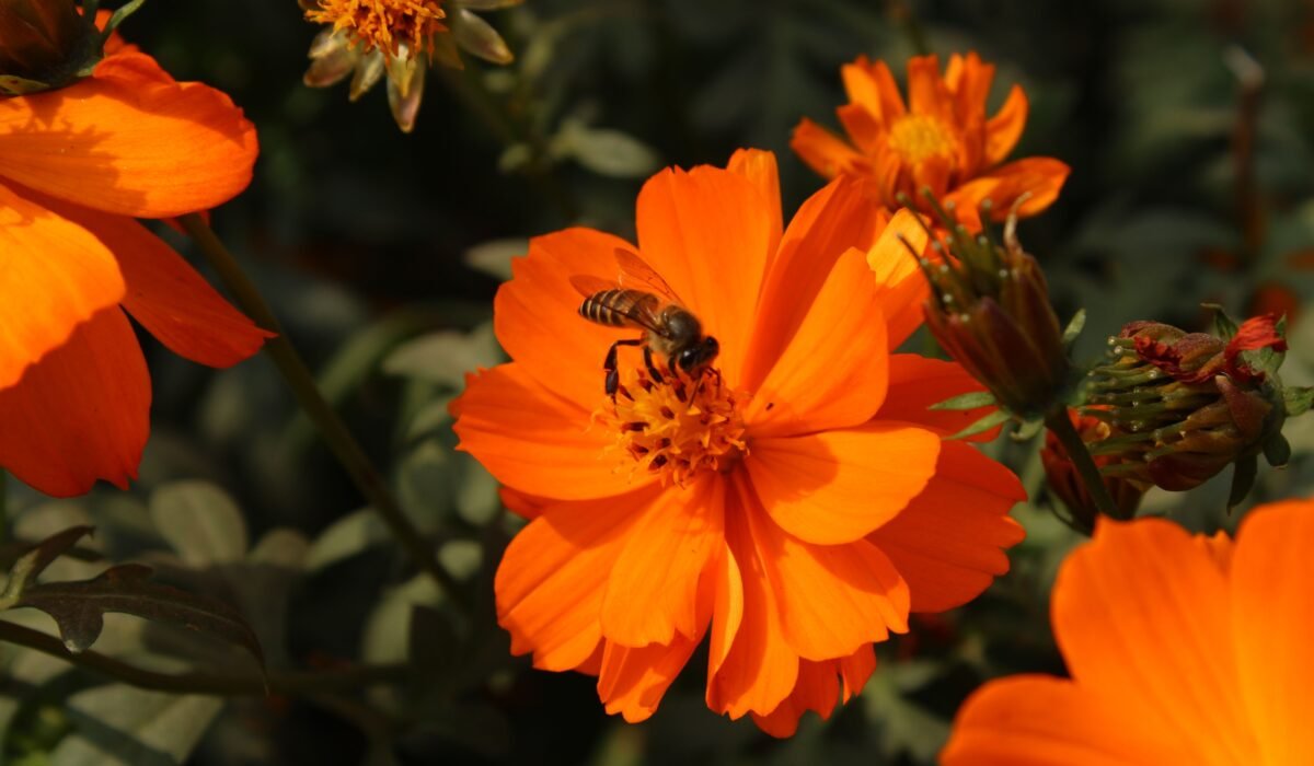 attract bees to flower garden — Attract bees to your flower garden: 7 foolproof ways — Photo by Jahra Tasfia Reza on Pexels