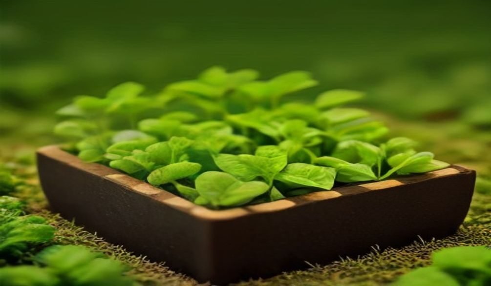 maximize small vegetable garden space — Maximize small vegetable garden space: 7 easy ways