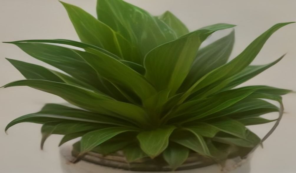 overwatering plants revival — Overwatering plants: 7 simple fixes for revival