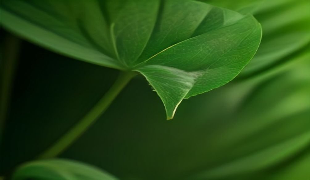 plant problems effective solutions — Plant problems: 12 effective solutions for thriving gardens