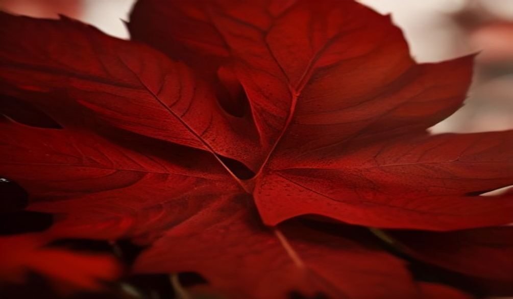 wilting leaves fast solutions — Wilting leaves: 10 fast solutions to revive your plants