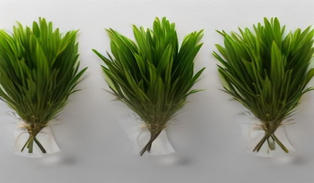 fast ways to dry herbs — Dry herbs: 7 fast & easy ways for storage